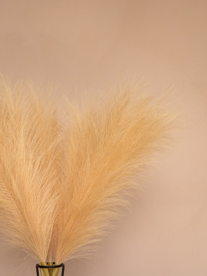 Pampas - 60cm - Beige (5 Stengels)