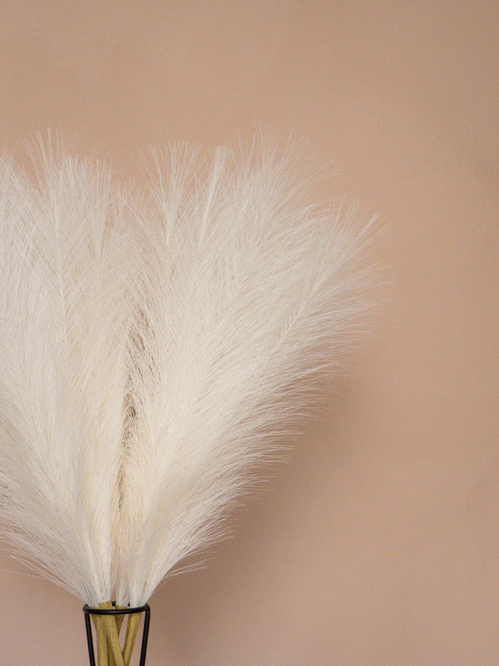 Pampas - 60cm - Wit (5 Stengels)