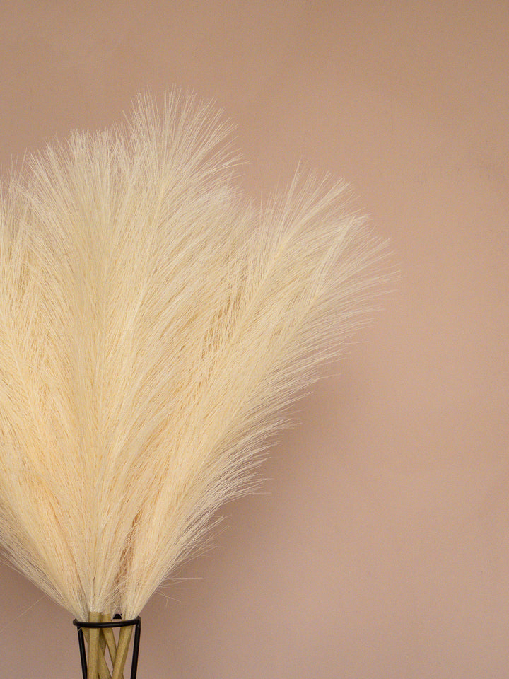 Pampas - 60cm - Créme (5 Stengels)