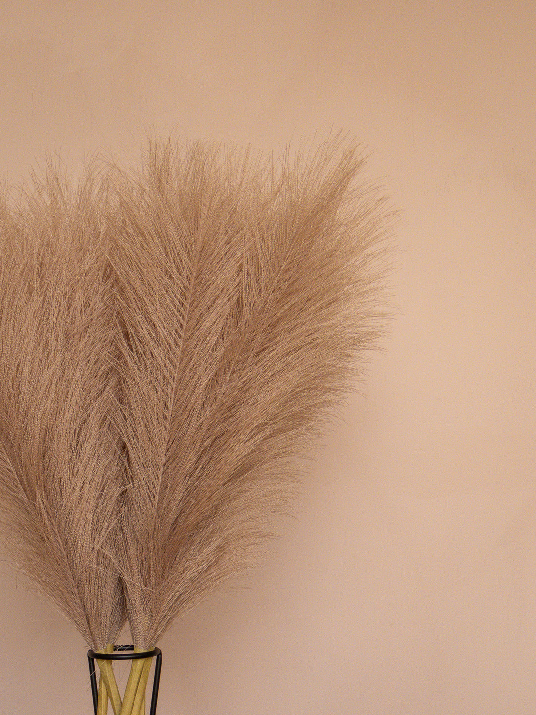 Pampas - 60cm - Bruin (5 Stengels)