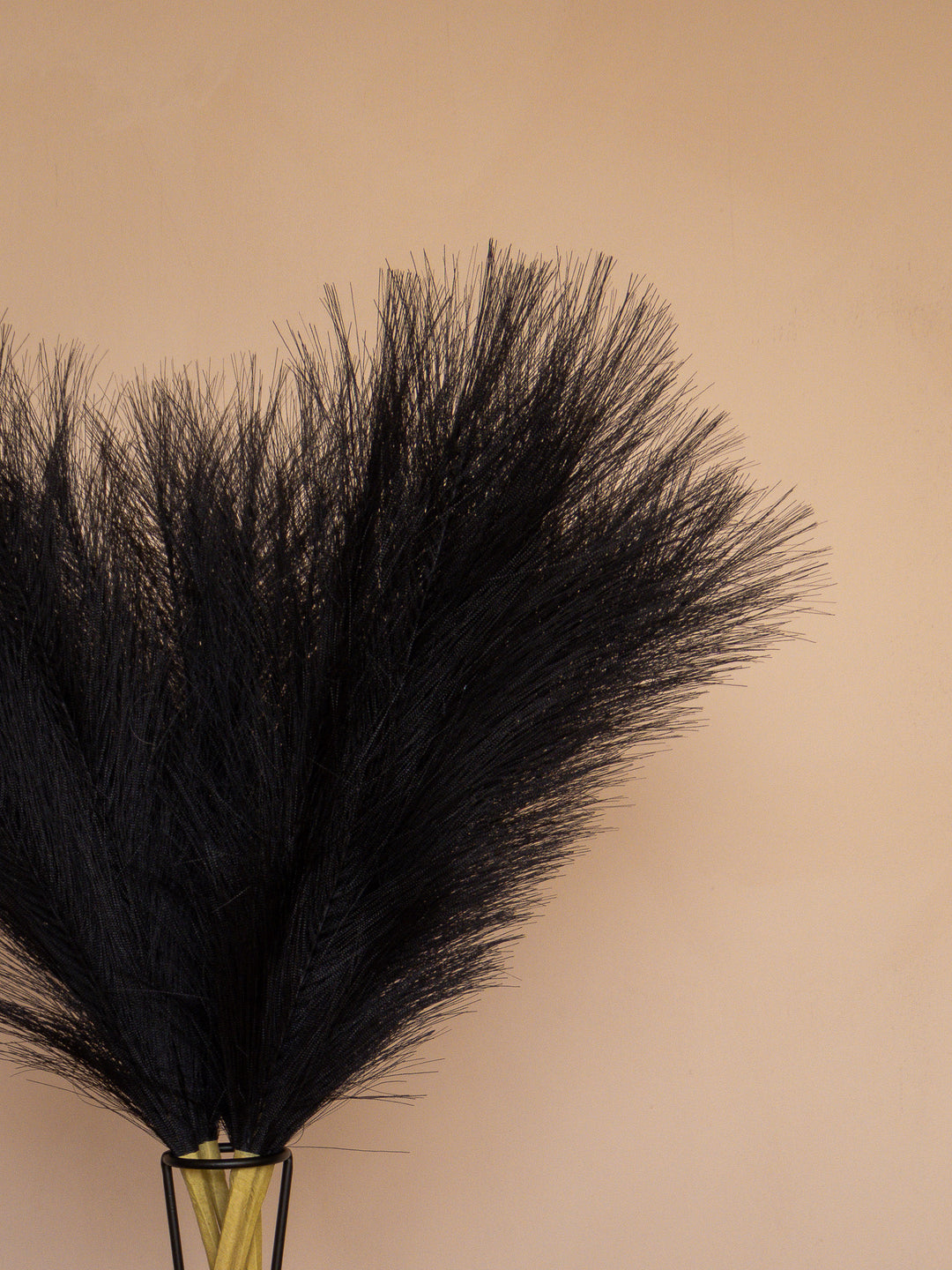 Pampas - 60cm - Zwart (5 Stengels)