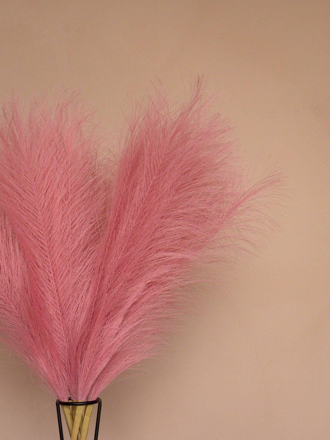 Pampas - 60cm - Roze (5 Stengels)