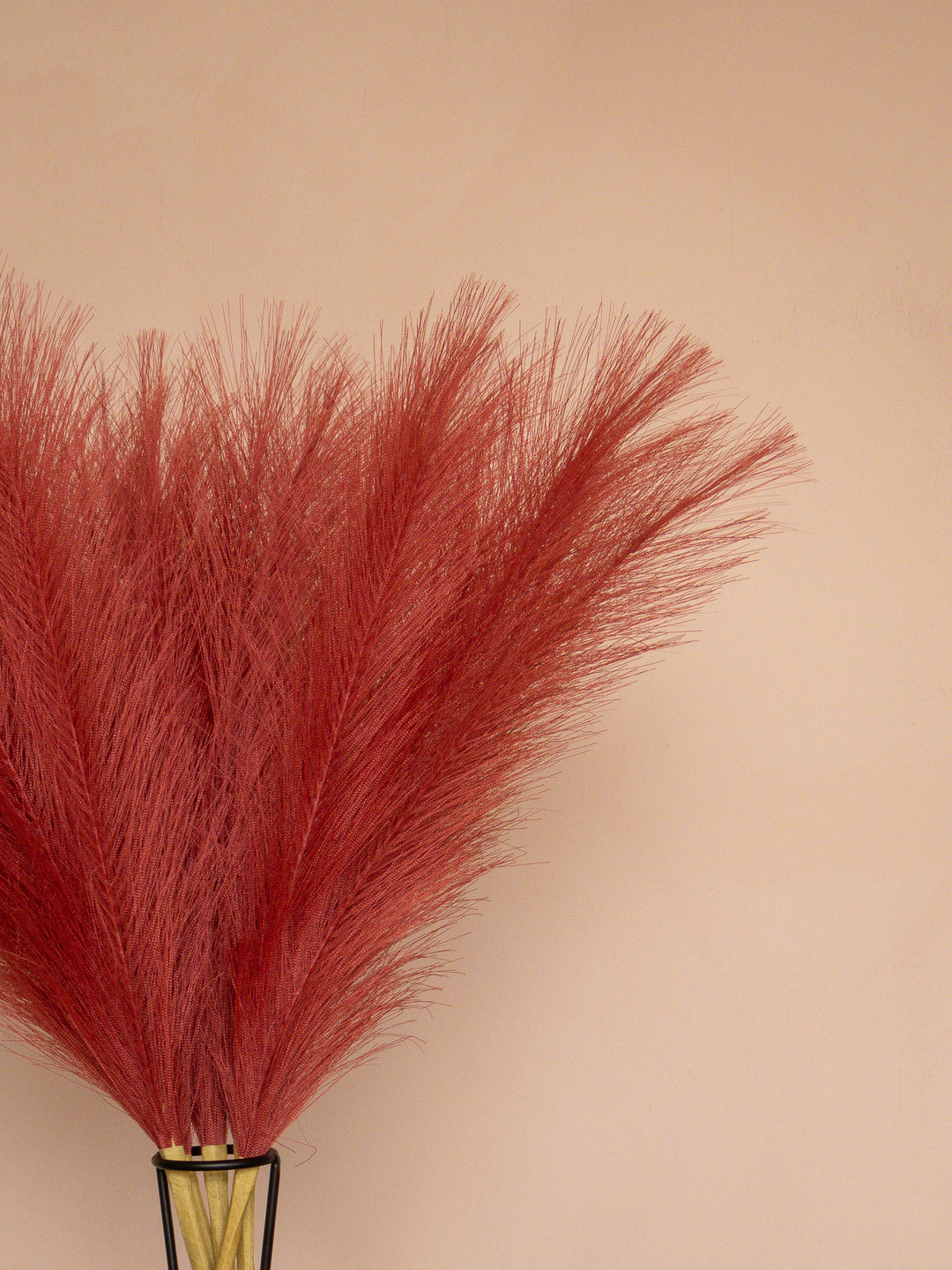 Pampas - 60cm - Rood (5 Stengels)