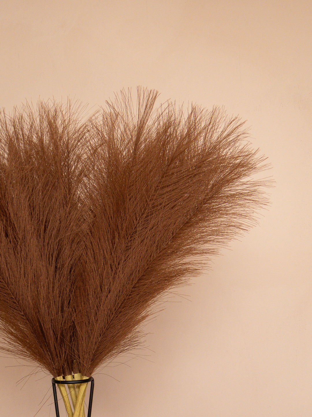 Pampas - 60cm - Donkerbruin (5 Stengels)