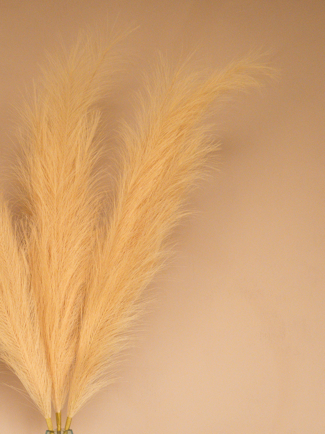 Pampas - 110cm - Beige (3 Stengels)