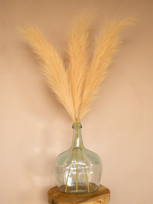 Pampas - 110cm - Beige (3 Stengels)