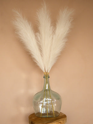 Pampas - 110cm - Wit (3 Stengels)